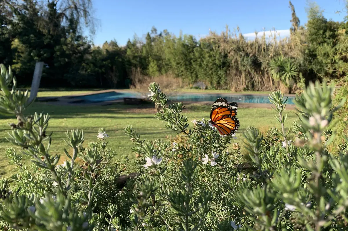 B&B Azaleas